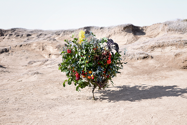 An image of a tree growing various types of produce, made possible by inter-family grafting