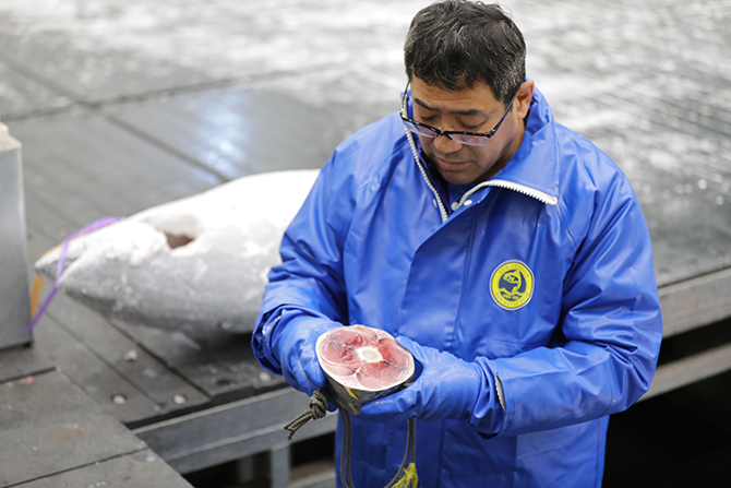 A tuna quality expert evaluates tuna quality